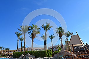 Palm trees against a blue sky on the territory of a hotel in Egypt.