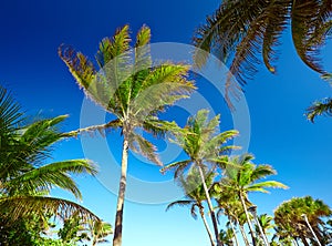 Palm trees against a blue sky