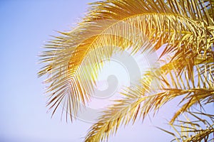 Palm trees against blue sky, Tropical coastline palm trees, vintage toned and stylized