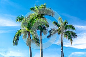 3 palm trees against blue sky with white clouds