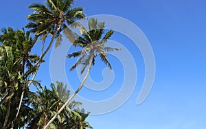 palm trees against blue sky