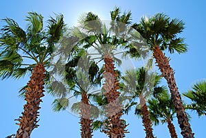 Palm Trees against midday sun photo