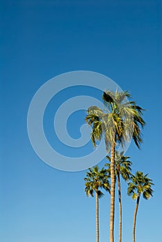 Palm Trees Against a Brilliant Blue Sky