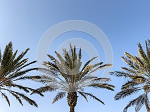 Palm trees against a clear blue sky.