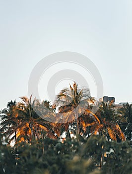 palm trees are against the clear sky as they sit near some rocks