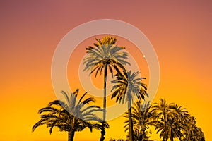 Palm trees against golden sunset