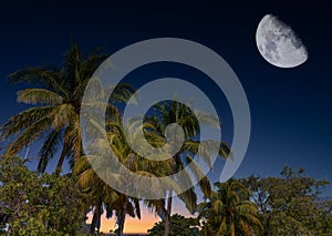 Palm Trees Against Night Sky