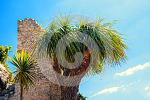 Palm trees against an old ruined wall