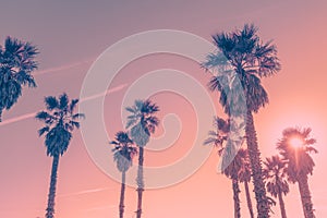 Palm trees against pink colored sky, and bright sun. Abstract  background