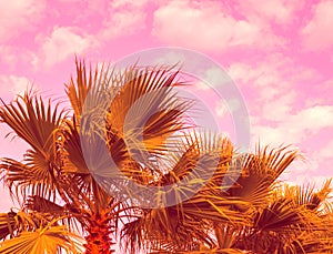 Palm trees against purple sky