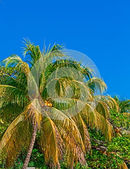 Palm Trees Against Sky