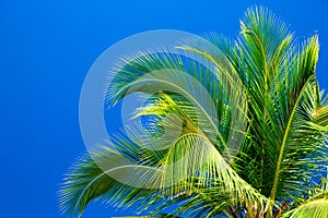 Palm trees against sky