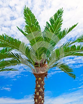 palm trees against a sky
