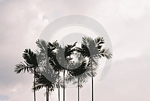 Palm trees against sky.