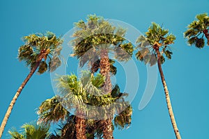 Palm trees against sky