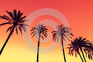 Palm trees against sky