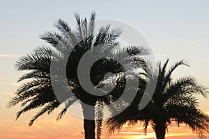 Palm trees against sky background, closeup