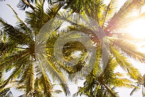 Palm trees against the sky