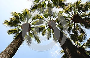 Palm trees against the sky in Castelldefels, Barcelona