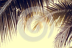 Palm trees against sky, Palm trees at tropical coast, vintage toned and stylized, coconut tree,summer tree ,retro