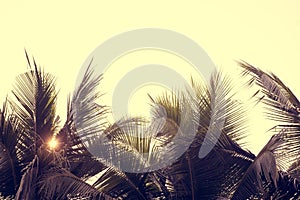 Palm trees against sky, Palm trees at tropical coast, vintage toned and stylized, coconut tree,summer tree ,retro
