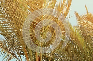 Palm trees against sky. retro style image. travel, summer, vacation and tropical beach concept