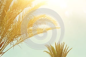 Palm trees against sky. retro style image. travel, summer, vacation and tropical beach concept.