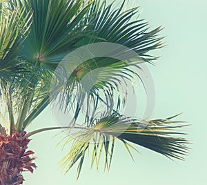 Palm trees against sky. retro style image. travel, summer, vacation and tropical beach concept