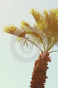 Palm trees against sky. retro style image. travel, summer, vacation and tropical beach concept