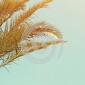 Palm trees against sky. retro style image. travel, summer, vacation and tropical beach concept