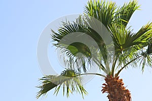 Palm trees against sky. retro style image. travel, summer, vacation and tropical beach concept
