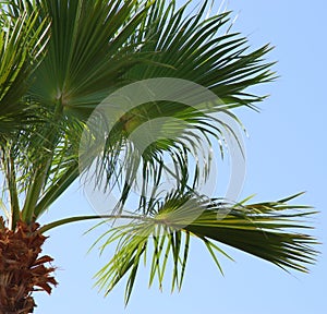 Palm trees against sky. retro style image. travel, summer, vacation and tropical beach concept