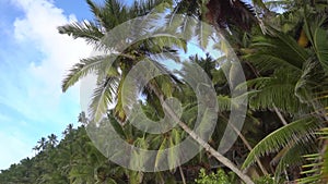 Palm trees against the sky or sea