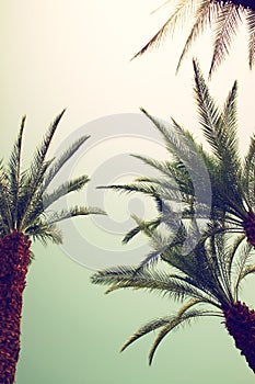 Palm trees against sky.summer, vacation and tropical beach concept