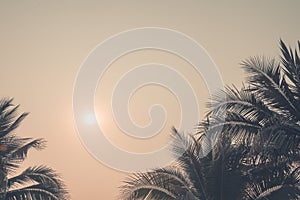 Palm trees against sky and sunlight, Palm trees at tropical coast, vintage toned and stylized, coconut tree,summer tree ,retro