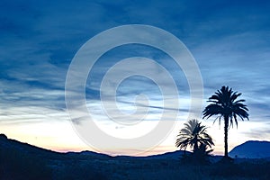 Palm trees against sky after sunset