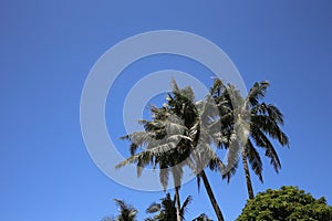 Palm trees against a solid blue sky