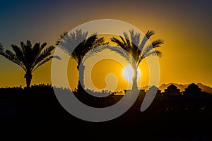 Palm trees against the sunset at Sharm El Sheikh, Egypt