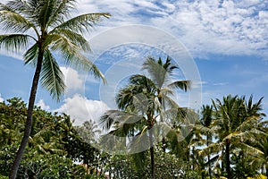 Palm trees againts sky on tropical island