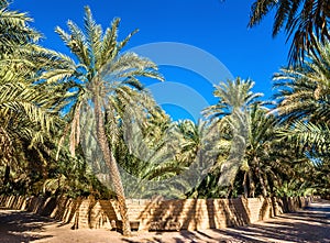 Palm trees in Al Ain Oasis photo