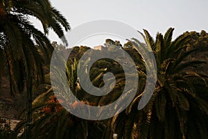 Palm Trees in Al Andalus, Spain, Andalusia, Spain