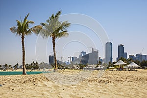 Palm trees on Al Mamzar beach in Dubai