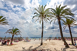 Palm trees on Alcudia beach, Mallorca, Balearic islands, Spain