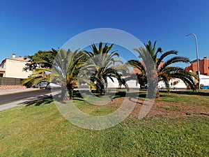  Palm trees in Aljaraque province of Huelva Spain. photo