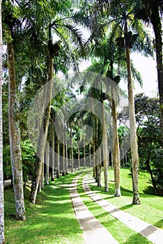 Palm trees alley