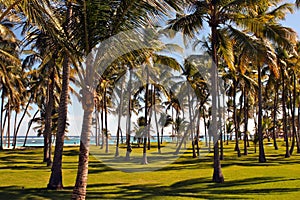 Palm trees along the caribbean sea