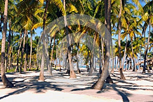 Palm trees along the caribbean sea