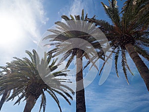 Palm trees along the coast in Nerja at beautiful sunny day. Image of tropical vacation and sunny happiness. Spain