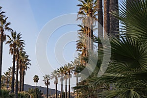 palm trees along curved road in southern california