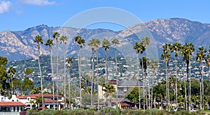 Palm Trees along East Cabrillo Blvd at the beach in Santa Barbara, CA